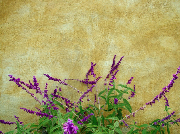 Обои картинки фото mexican, sage, цветы, луговые, полевые