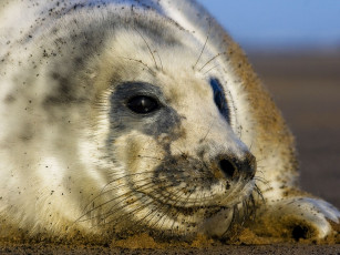 Картинка животные тюлени морские львы котики