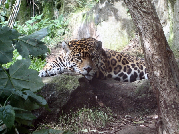 Обои картинки фото животные, Ягуары