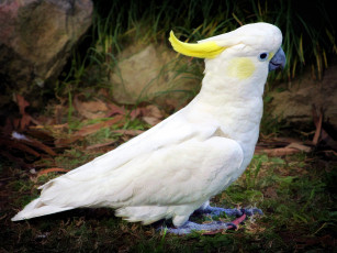 Картинка животные попугаи белый хохолок