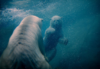 обоя животные, медведи, плавание