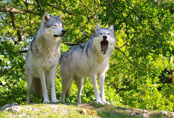 Картинка животные волки хищник пасть двое