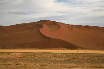 Картинка природа пустыни барханы животные