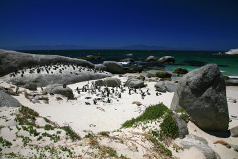 Картинка животные пингвины море песок скалы