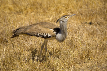 Картинка животные птицы сухая трава