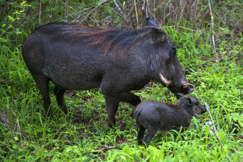 Картинка животные свиньи кабаны взрослая особь детеныш
