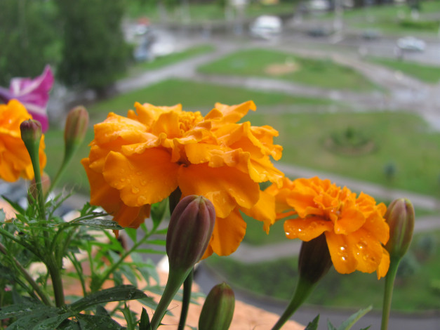 Обои картинки фото бархатцы, цветы, оранжевые, капли, на, лепестках