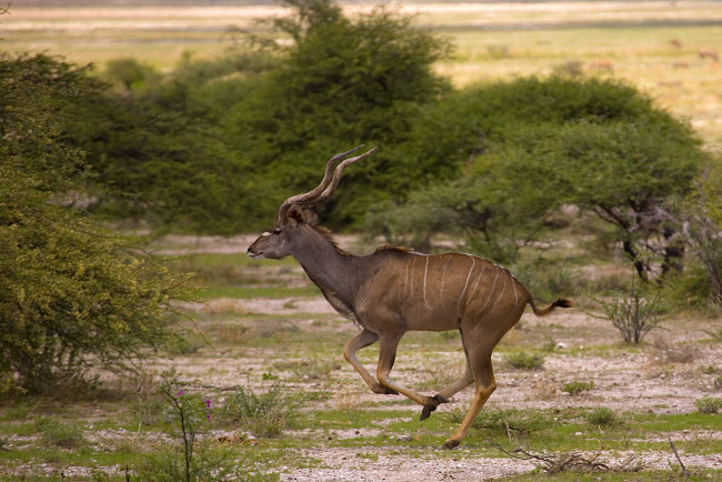 Обои картинки фото животные, антилопы, длинные, рога, в, прыжке