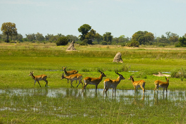 Обои картинки фото животные, антилопы, вода, деревья, стадо