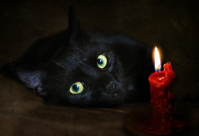 Обои картинки фото рисованные, животные, кошка, свеча