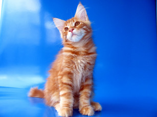 Картинка животные коты мейн-кун рыжий