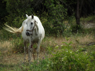 Картинка животные лошади лошадь белая зелень