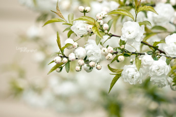 Картинка цветы цветущие деревья кустарники ветки цветение белый