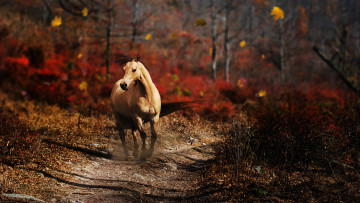 Картинка животные лошади дорожка животное конь лес природа