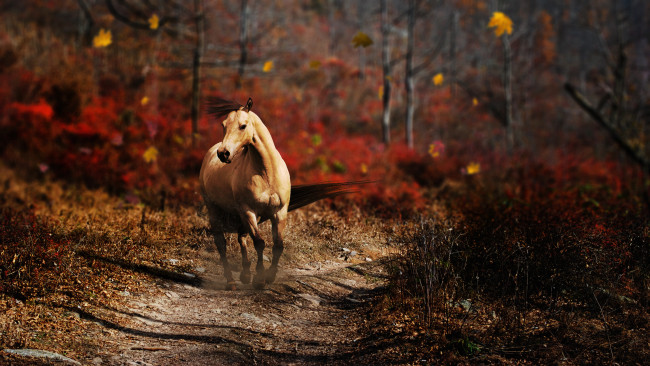 Обои картинки фото животные, лошади, дорожка, животное, конь, лес, природа