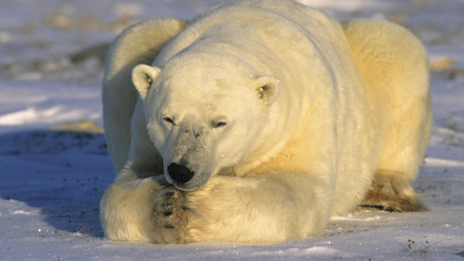 Обои картинки фото животные, медведи, сон, лед, медведь, снег