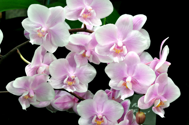 Обои картинки фото цветы, орхидеи, ветки, розовый