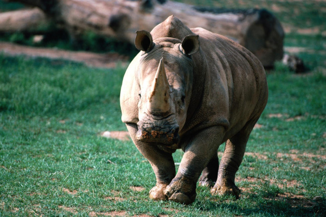 Обои картинки фото животные, носороги, жует, носорог, саванна