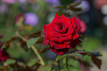Картинка цветы розы красный