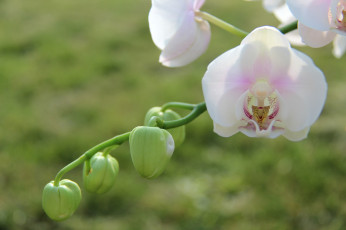 Картинка цветы орхидеи нежность