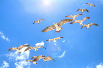Картинка животные Чайки +бакланы +крачки полет небо