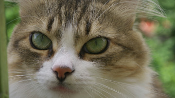 Картинка животные коты киса глаза кошка