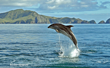 Картинка животные дельфины дельфин море вода брызги