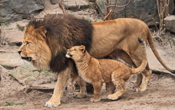 обоя животные, львы, отец, сын