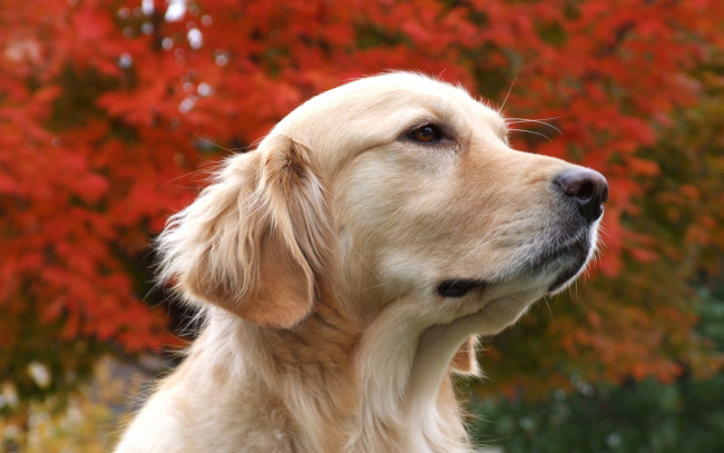 Обои картинки фото животные, собаки, голова, деревья, листья, лабрадор, собака, осень