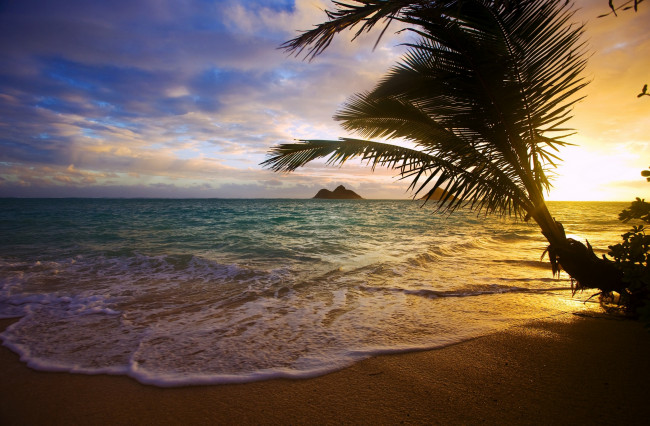 Обои картинки фото природа, тропики, море, побережье, пальма, закат