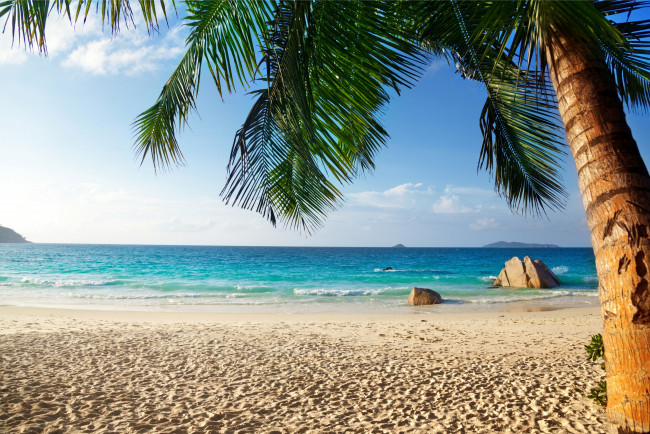 Обои картинки фото природа, тропики, tropical, paradise, beach, palms, sea, ocean, summer, vacation, пляж, море, пальмы, песок, берег