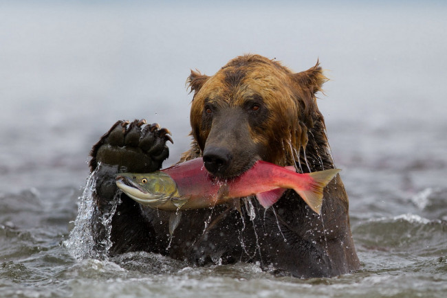 Обои картинки фото животные, медведи, мокрый, вода, рыба, улов, медведь, лапа
