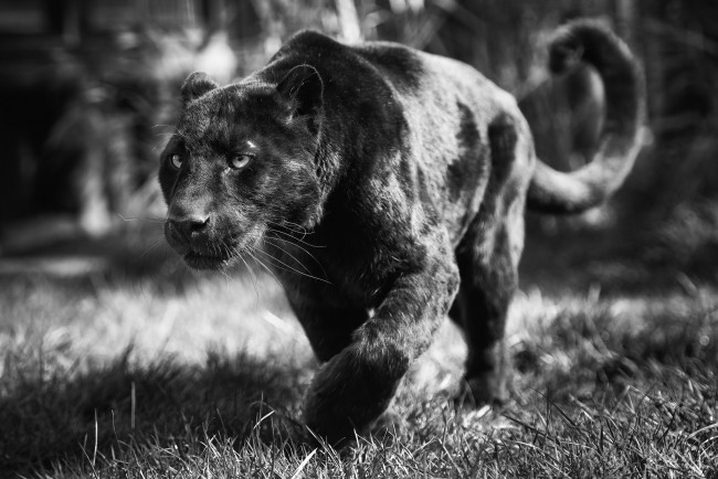 Обои картинки фото животные, пантеры, хищник, леопард, морда, черно-белое