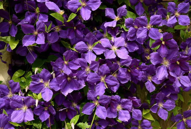 Обои картинки фото цветы, клематис , ломонос, фиолет