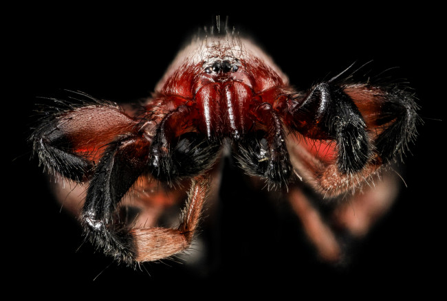 Обои картинки фото животные, пауки, насекомое, макросъемка