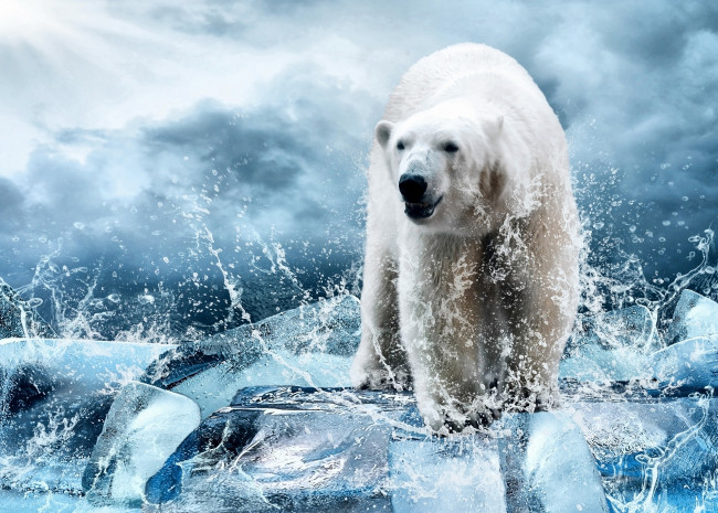 Обои картинки фото животные, медведи, брызги, вода, лёд, белый, медведь