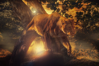 Картинка разное компьютерный+дизайн обработка львица закат озеро дерево