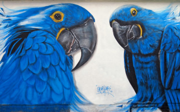 Картинка разное граффити стрит-арт попугай стена город