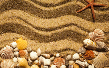 Картинка разное ракушки +кораллы +декоративные+и+spa-камни marine beach песок starfish seashells texture sand