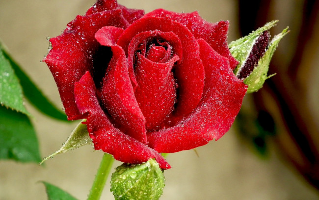 Обои картинки фото цветы, розы, красный, макро, капли