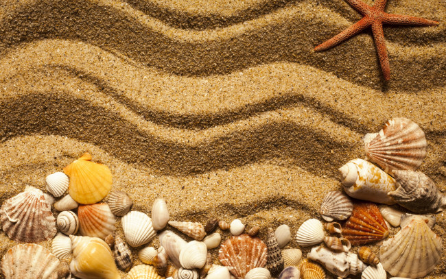 Обои картинки фото разное, ракушки,  кораллы,  декоративные и spa-камни, marine, beach, песок, starfish, seashells, texture, sand