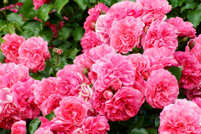 Обои картинки фото цветы, розы, куст, роскошь, розовый, пышно