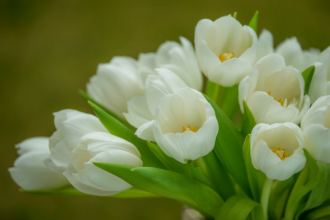 Обои картинки фото цветы, тюльпаны, букет, белые, нежность