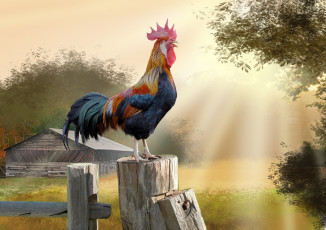 Картинка рисованное животные петушок солнышко арт забор природа деревня утро