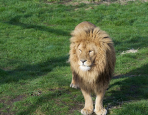 Картинка животные львы животное опасен грива лев цвет