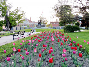 Картинка природа парк памятник скамейки тюльпаны весна
