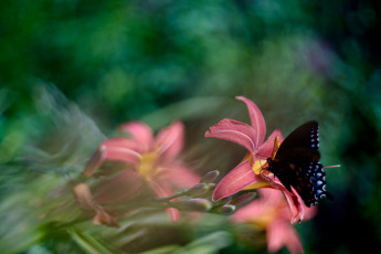 Картинка животные бабочки +мотыльки +моли порхание цветы бабочка