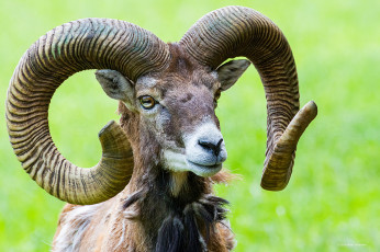 Картинка животные козы коза животное рога
