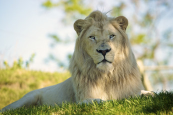 Картинка животные львы животное цвет грива лев опасен