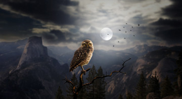 Картинка животные совы скалы ветка горы арт сова деревья луна силуэты птицы ночь лес